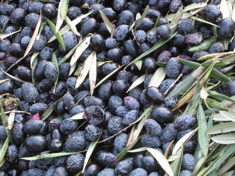 automatizacion-explotacion-datos-asoliva636693277814942311